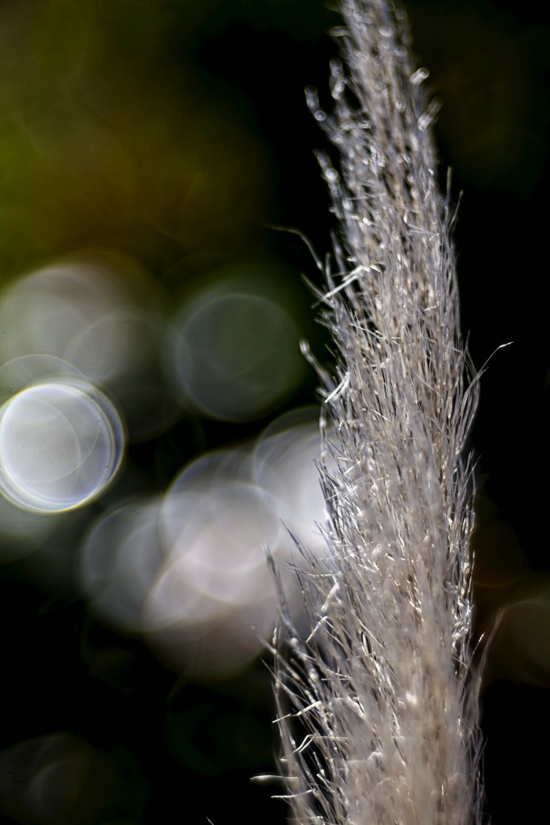 Series of images taken by Steve Cushing on Meyer-Optik Görlitz Diaplan 80mm f2.8 and mirrorless camera using old lens and homemade adapter. 