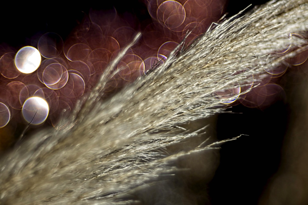 Series of images taken by Steve Cushing on Meyer-Optik Görlitz Diaplan 80mm f2.8 and mirrorless camera using old lens and homemade adapter. 