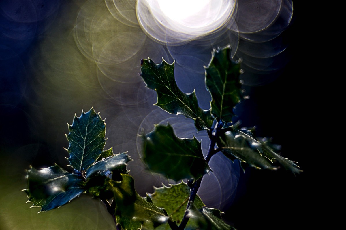 Series of images taken by Steve Cushing on Meyer-Optik Görlitz Diaplan 80mm f2.8 and mirrorless camera using old lens and homemade adapter. 