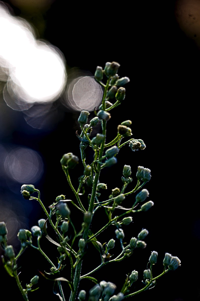 Series of images taken by Steve Cushing on Meyer-Optik Görlitz Diaplan 80mm f2.8 and mirrorless camera using old lens and homemade adapter. 