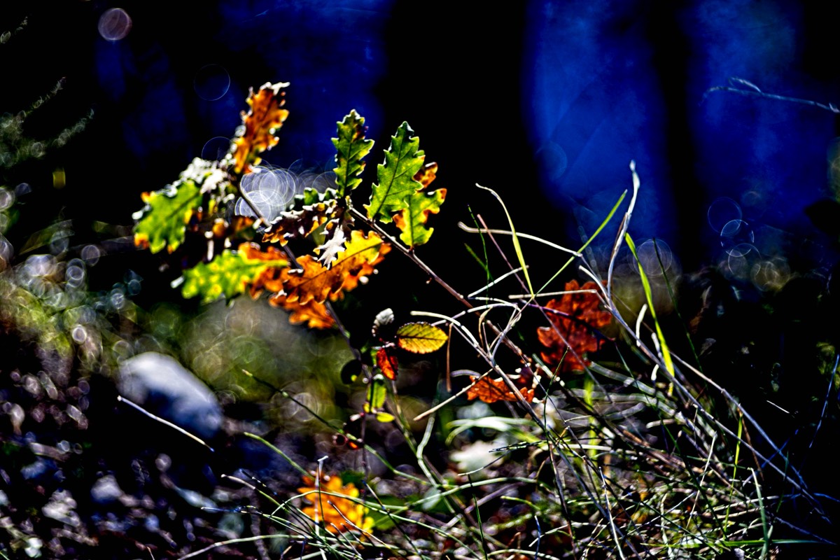 Series of images taken by Steve Cushing on Meyer-Optik Görlitz Diaplan 80mm f2.8 and mirrorless camera using old lens and homemade adapter. 