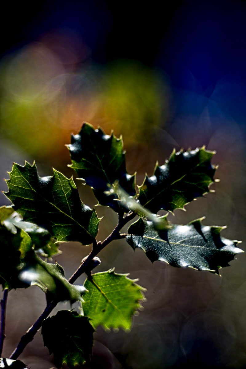 Series of images taken by Steve Cushing on Meyer-Optik Görlitz Diaplan 80mm f2.8 and mirrorless camera using old lens and homemade adapter. 