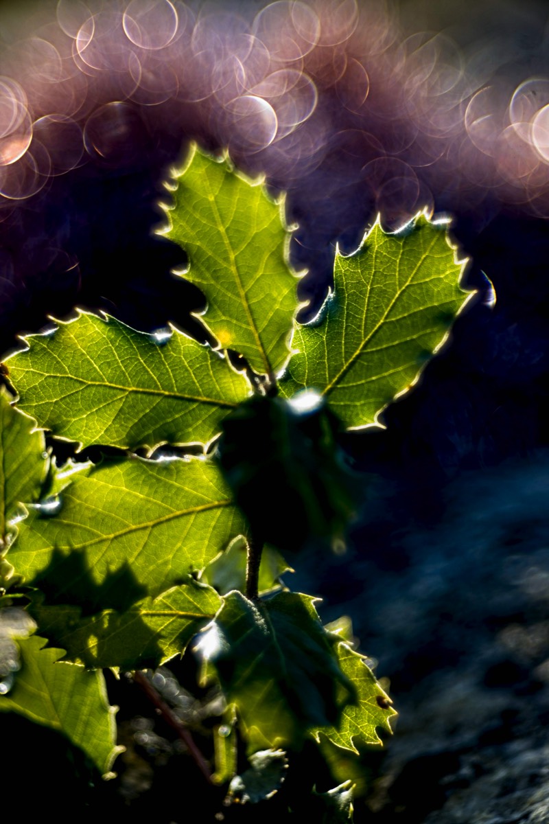 Series of images taken by Steve Cushing on Meyer-Optik Görlitz Diaplan 80mm f2.8 and mirrorless camera using old lens and homemade adapter. 