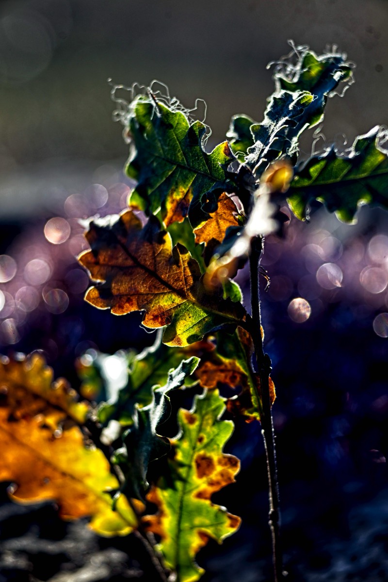 Series of images taken by Steve Cushing on Meyer-Optik Görlitz Diaplan 80mm f2.8 and mirrorless camera using old lens and homemade adapter. 