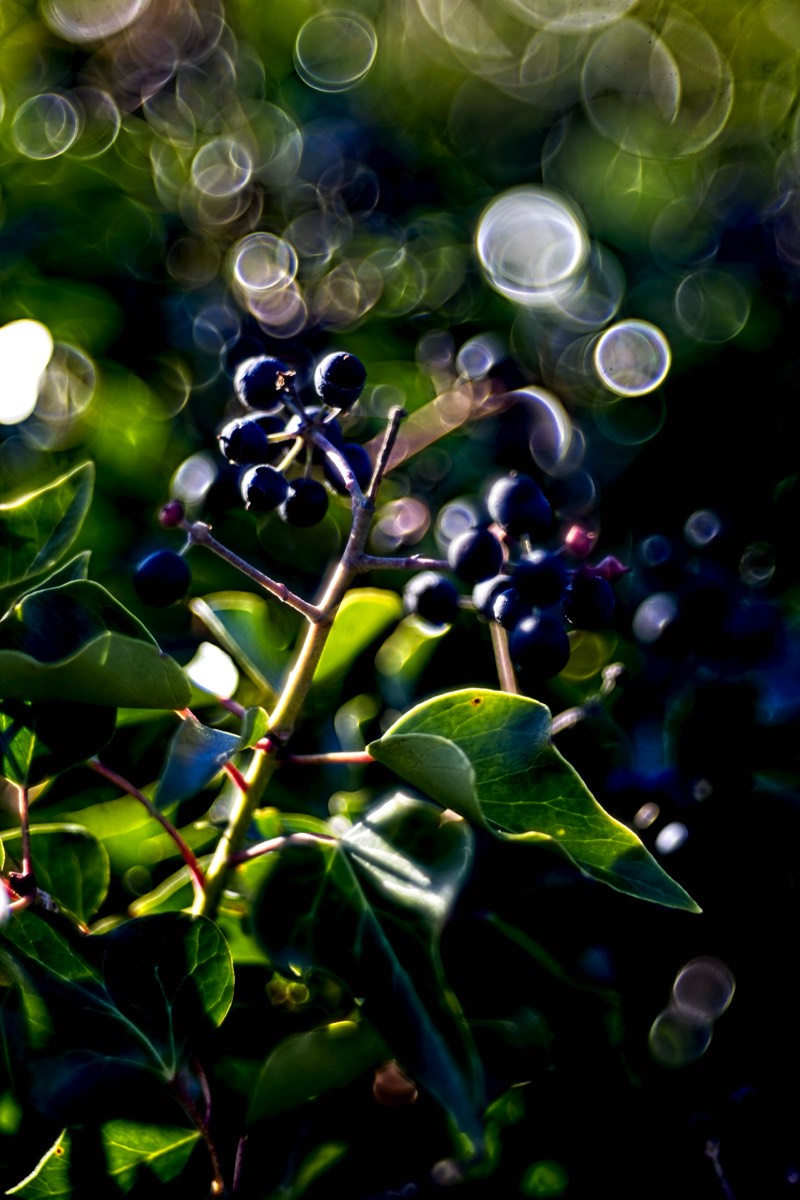 Series of images taken by Steve Cushing on Meyer-Optik Görlitz Diaplan 80mm f2.8 and mirrorless camera using old lens and homemade adapter. 