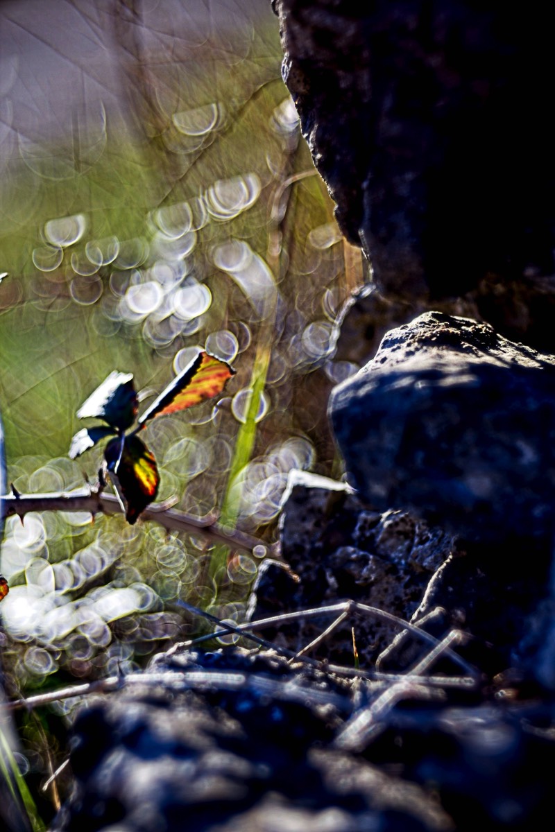 Series of images taken by Steve Cushing on Meyer-Optik Görlitz Diaplan 80mm f2.8 and mirrorless camera using old lens and homemade adapter. 