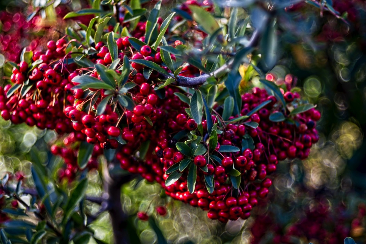 Series of images taken by Steve Cushing on Meyer-Optik Görlitz Diaplan 80mm f2.8 and mirrorless camera using old lens and homemade adapter. 