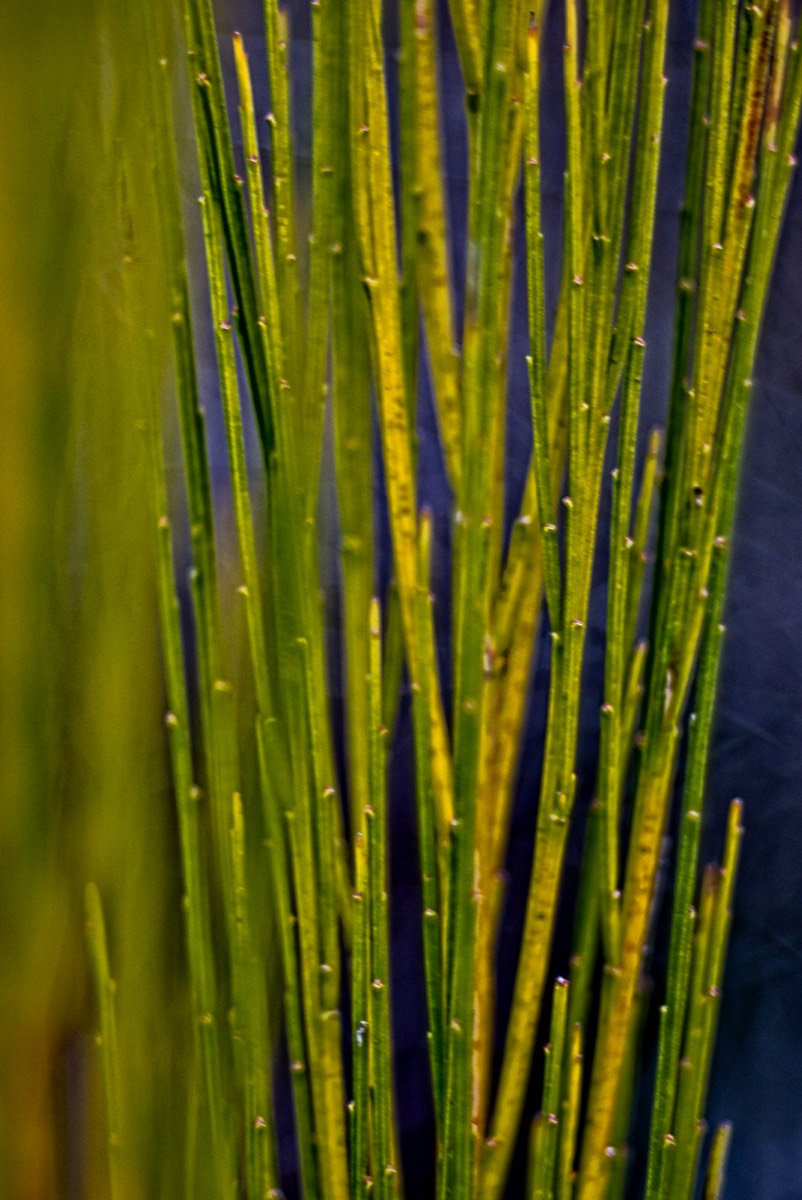 Series of images taken by Steve Cushing on Meyer-Optik Görlitz Diaplan 80mm f2.8 and mirrorless camera using old lens and homemade adapter. 