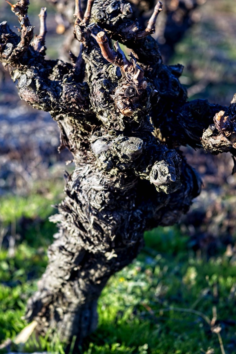 Series of images taken by Steve Cushing on Meyer-Optik Görlitz Diaplan 80mm f2.8 and mirrorless camera using old lens and homemade adapter. 