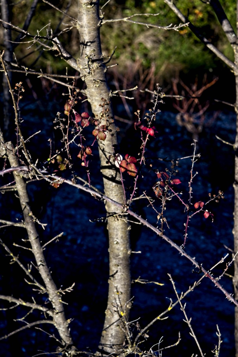 Series of images taken by Steve Cushing on Meyer-Optik Görlitz Diaplan 80mm f2.8 and mirrorless camera using old lens and homemade adapter. 