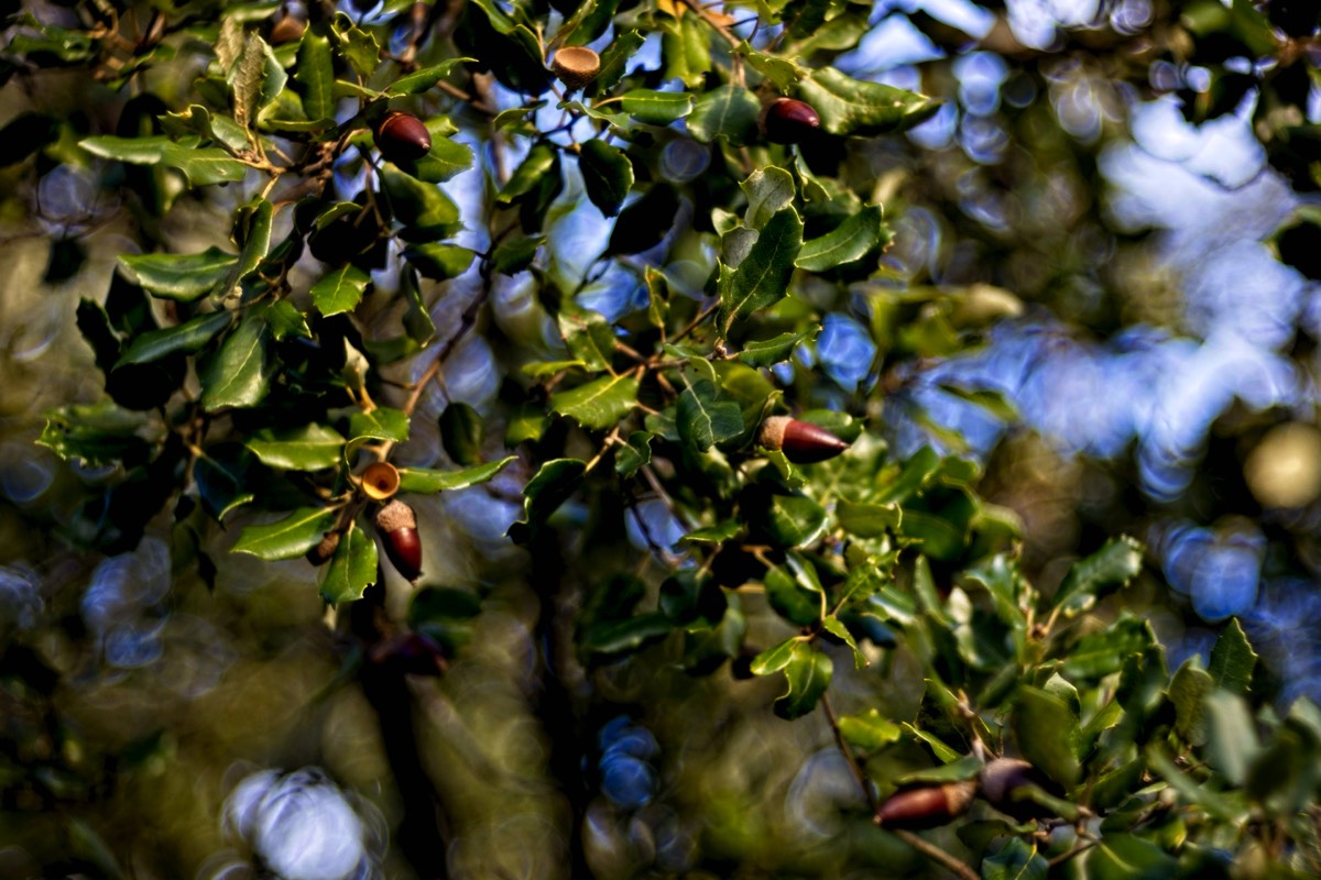 Series of images taken by Steve Cushing on Meyer-Optik Görlitz Diaplan 80mm f2.8 and mirrorless camera using old lens and homemade adapter. 