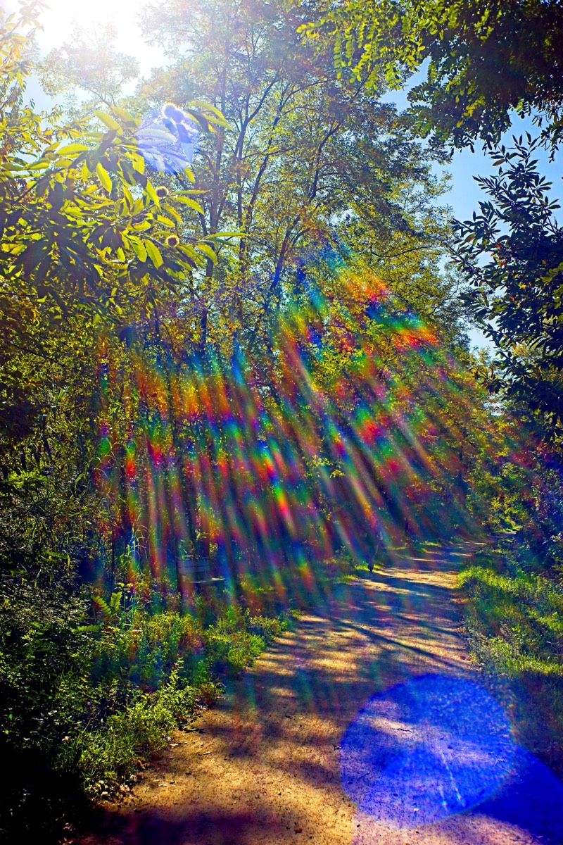 Series of images taken by Steve Cushing on Noflexar 35 f3.5 Macro and mirrorless camera using old lens and homemade adapter. 