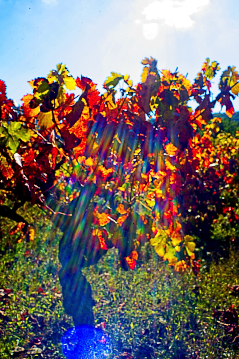 Series of images taken by Steve Cushing on Noflexar 35 f3.5 Macro and mirrorless camera using old lens and homemade adapter. 