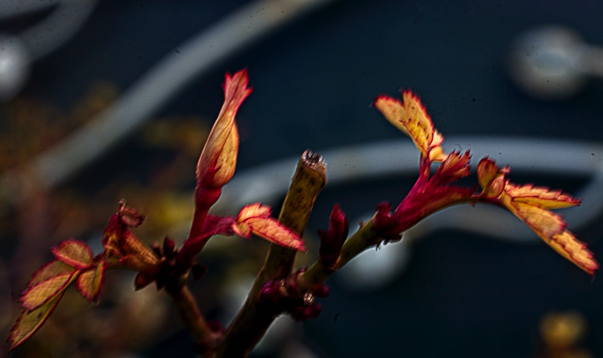 Series of images taken by Steve Cushing on Noflexar 35 f3.5 Macro and mirrorless camera using old lens and homemade adapter. 