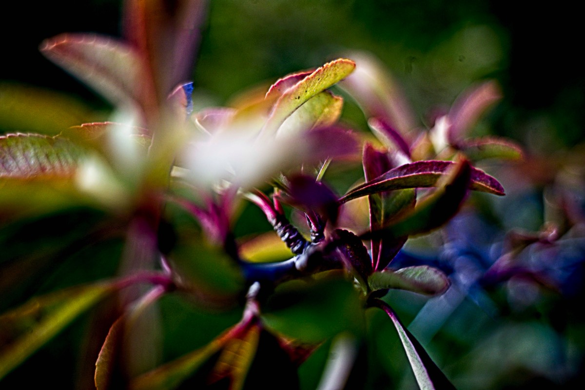 Series of images taken by Steve Cushing on Noflexar 35 f3.5 Macro and mirrorless camera using old lens and homemade adapter. 