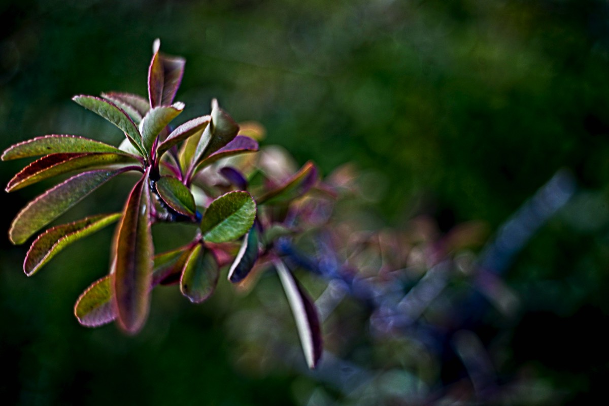 Series of images taken by Steve Cushing on Noflexar 35 f3.5 Macro and mirrorless camera using old lens and homemade adapter. 