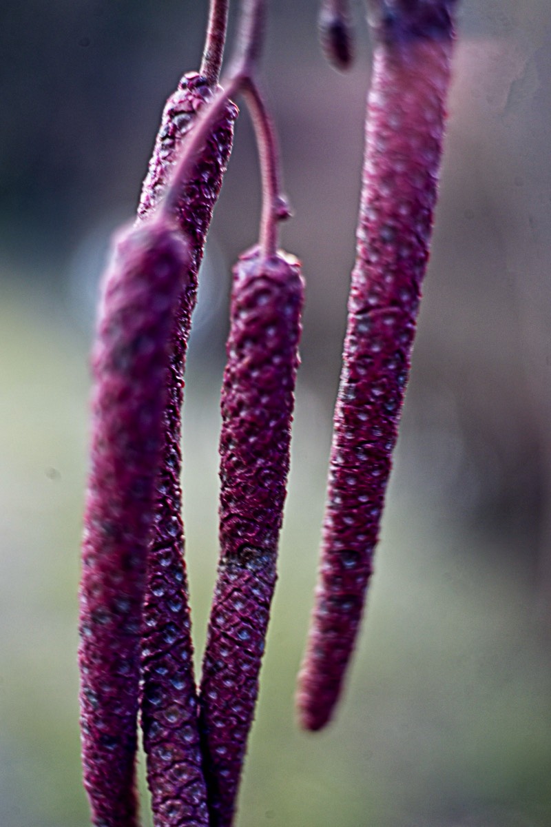 Series of images taken by Steve Cushing on Noflexar 35 f3.5 Macro and mirrorless camera using old lens and homemade adapter. 