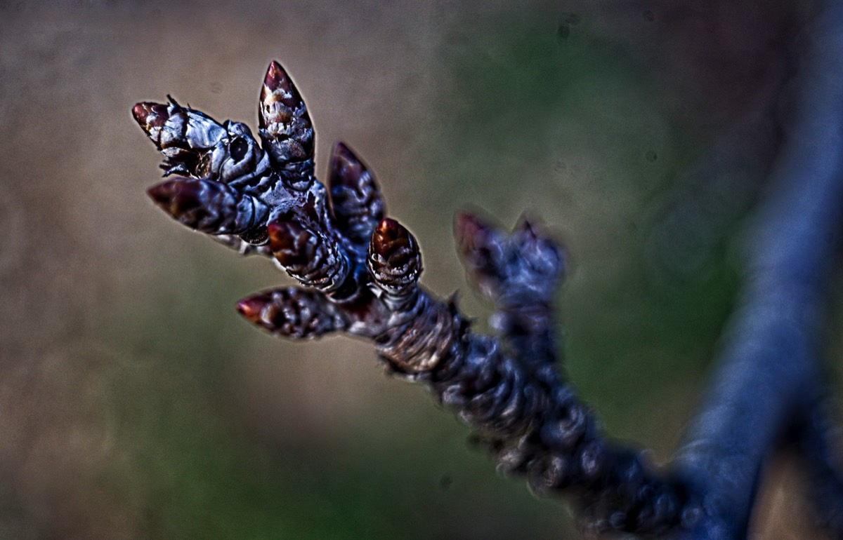 Series of images taken by Steve Cushing on Noflexar 35 f3.5 Macro and mirrorless camera using old lens and homemade adapter. 