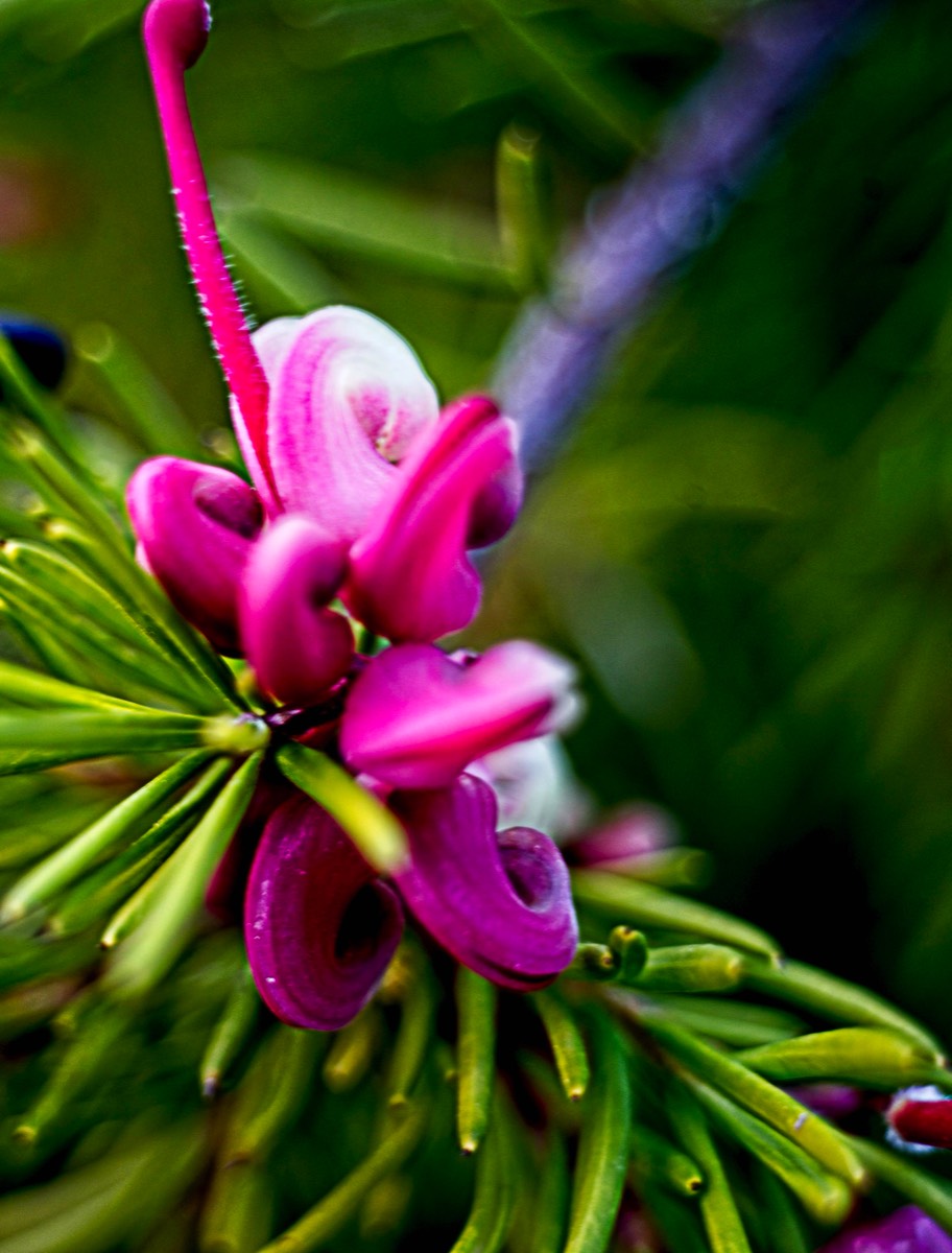 Series of images taken by Steve Cushing on Noflexar 35 f3.5 Macro and mirrorless camera using old lens and homemade adapter. 