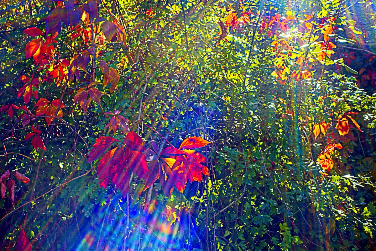 Series of images taken by Steve Cushing on Noflexar 35 f3.5 Macro and mirrorless camera using old lens and homemade adapter. 