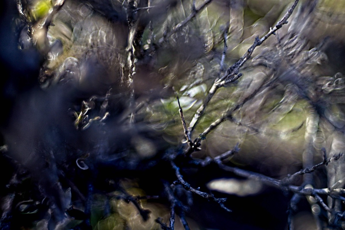 Series of images taken by Steve Cushing on Noflexar 35 f3.5 Macro and mirrorless camera using old lens and homemade adapter. 