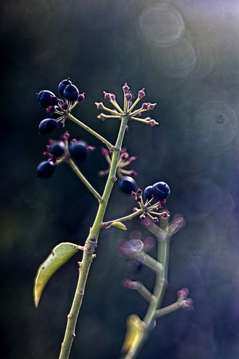 Series of images taken by Steve Cushing on Noflexar 35 f3.5 Macro and mirrorless camera using old lens and homemade adapter. 