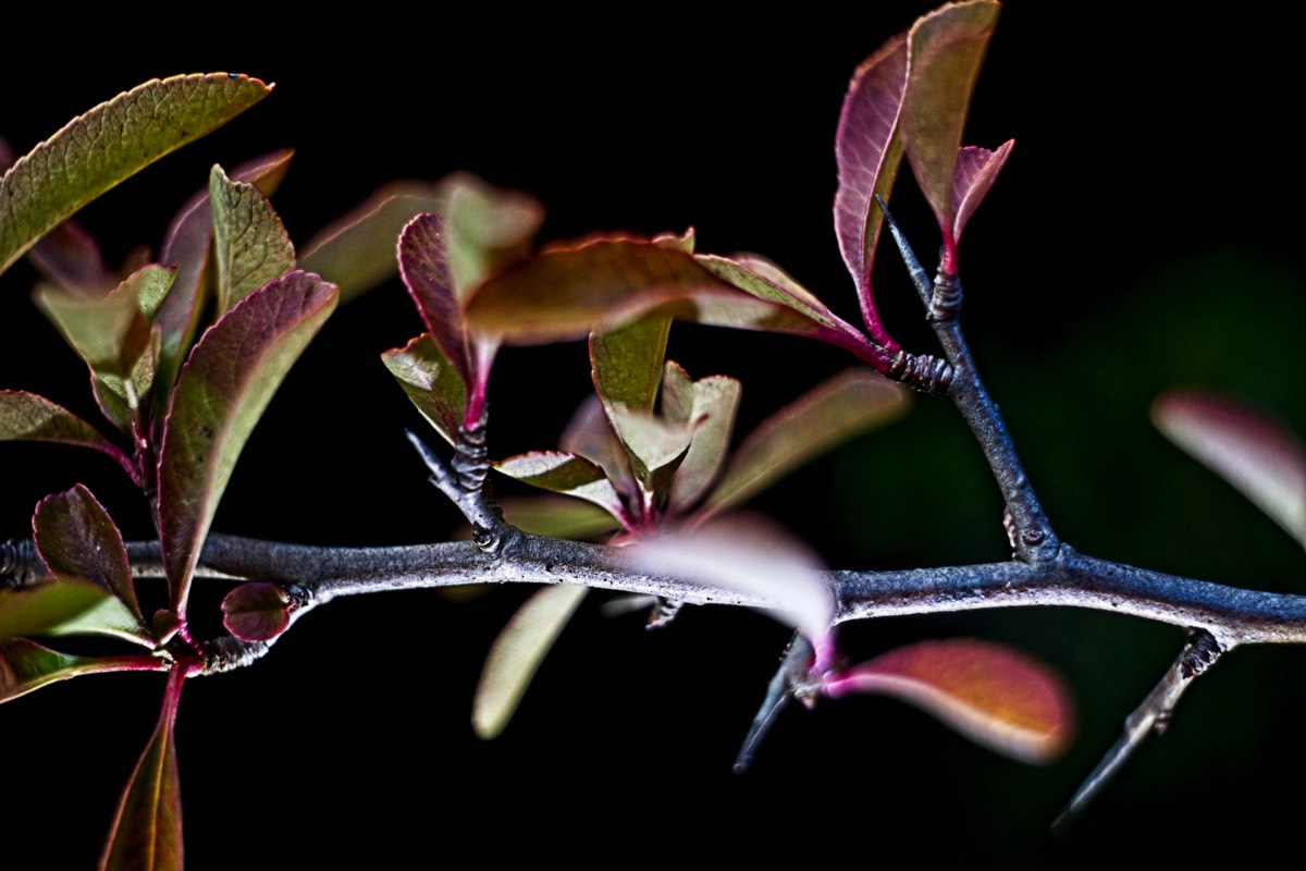 Series of images taken by Steve Cushing on Noflexar 35 f3.5 Macro and mirrorless camera using old lens and homemade adapter. 