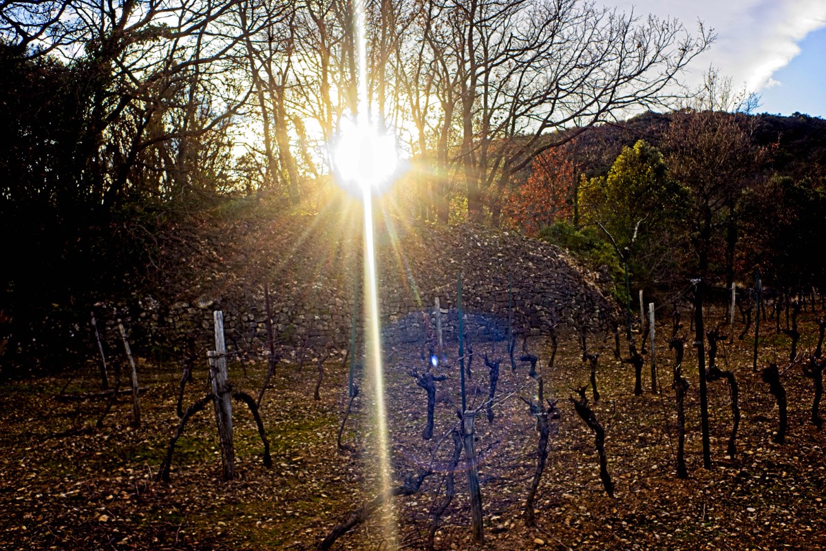 Series of images taken by Steve Cushing on Noflexar 35 f3.5 Macro and mirrorless camera using old lens and homemade adapter. 