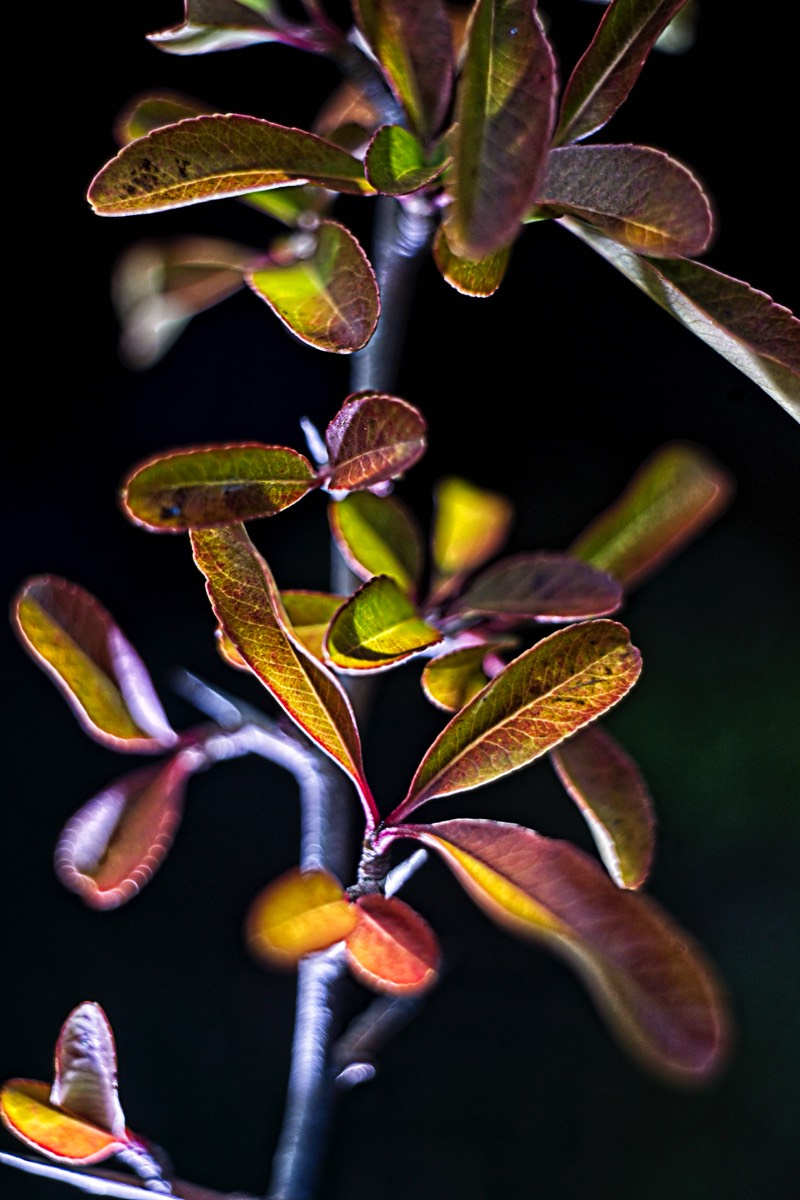 Series of images taken by Steve Cushing on Noflexar 35 f3.5 Macro and mirrorless camera using old lens and homemade adapter. 