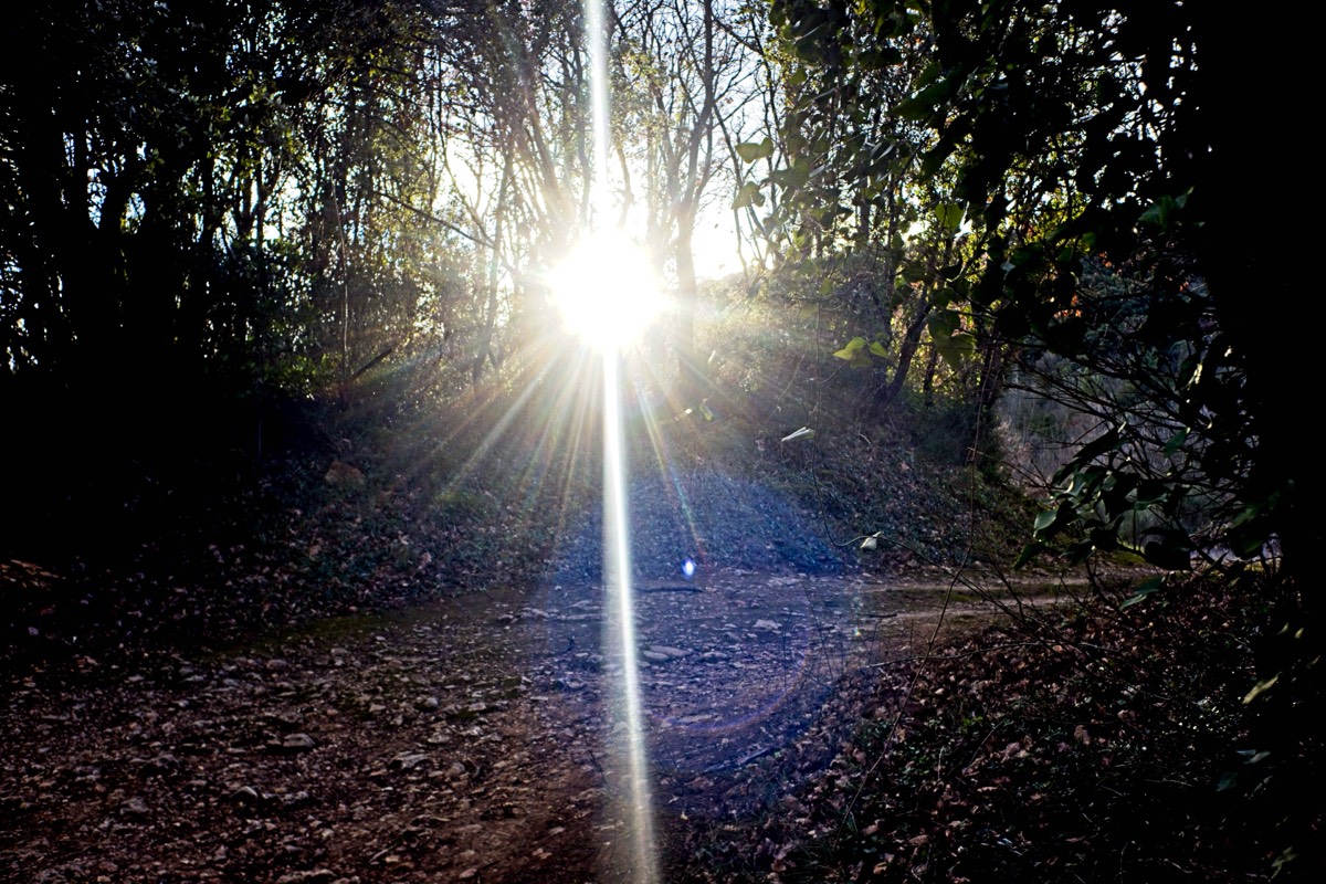 Series of images taken by Steve Cushing on Noflexar 35 f3.5 Macro and mirrorless camera using old lens and homemade adapter. 