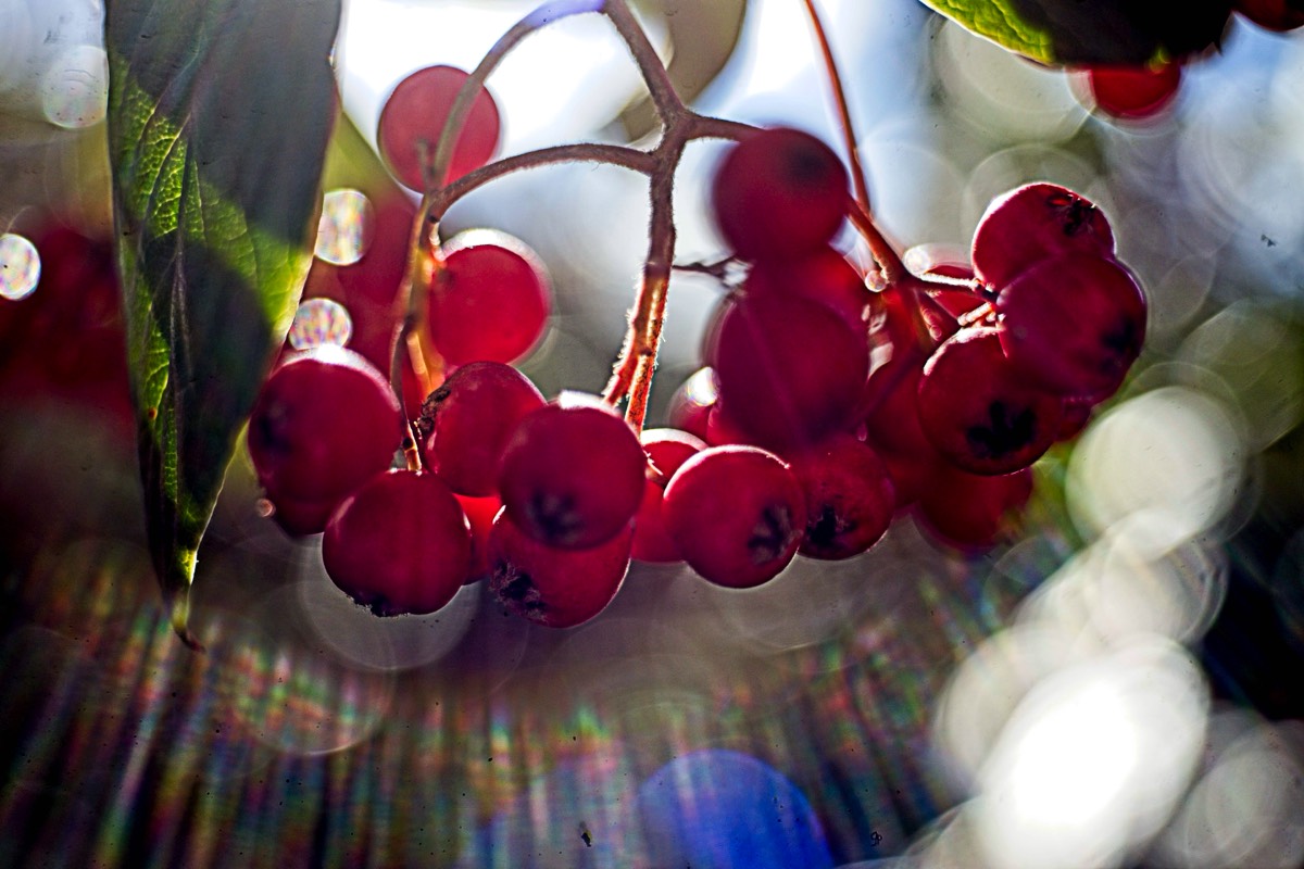 Series of images taken by Steve Cushing on Noflexar 35 f3.5 Macro and mirrorless camera using old lens and homemade adapter. 