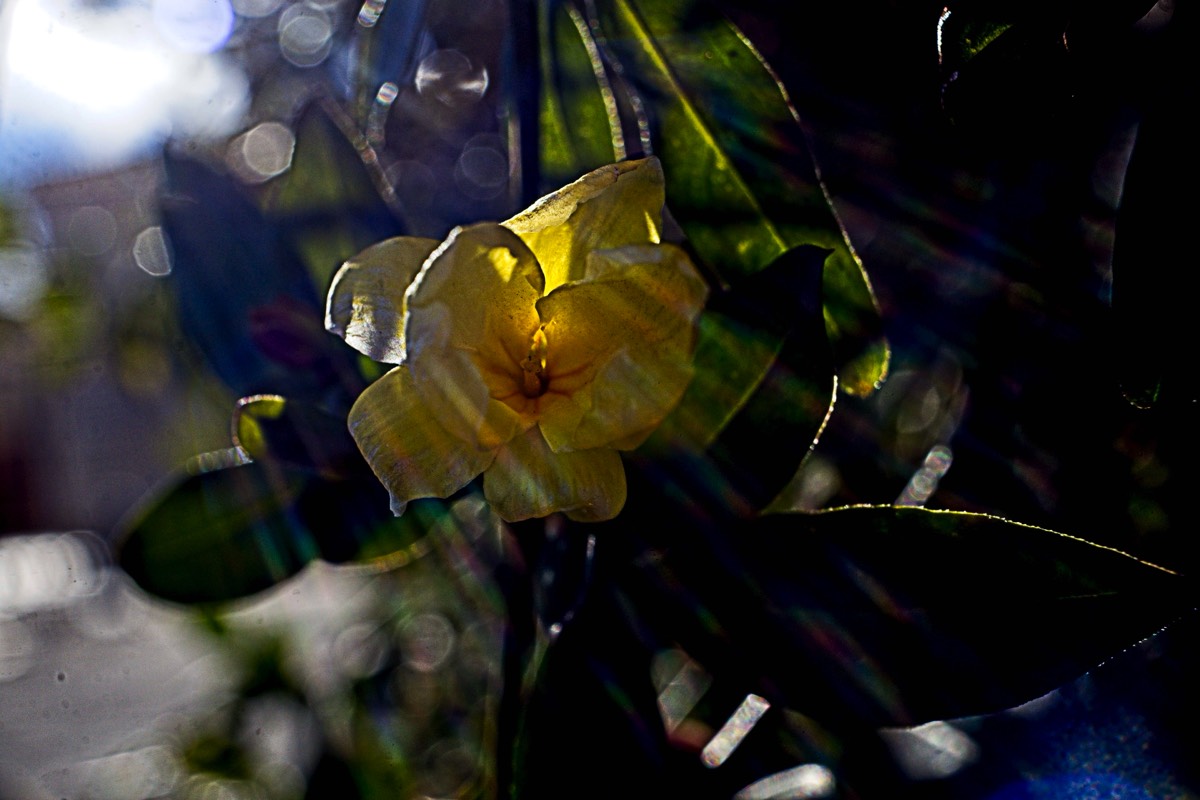 Series of images taken by Steve Cushing on Noflexar 35 f3.5 Macro and mirrorless camera using old lens and homemade adapter. 