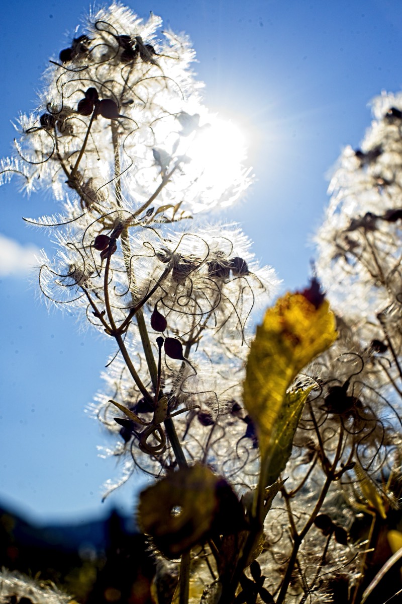 Series of images taken by Steve Cushing on Noflexar 35 f3.5 Macro and mirrorless camera using old lens and homemade adapter. 