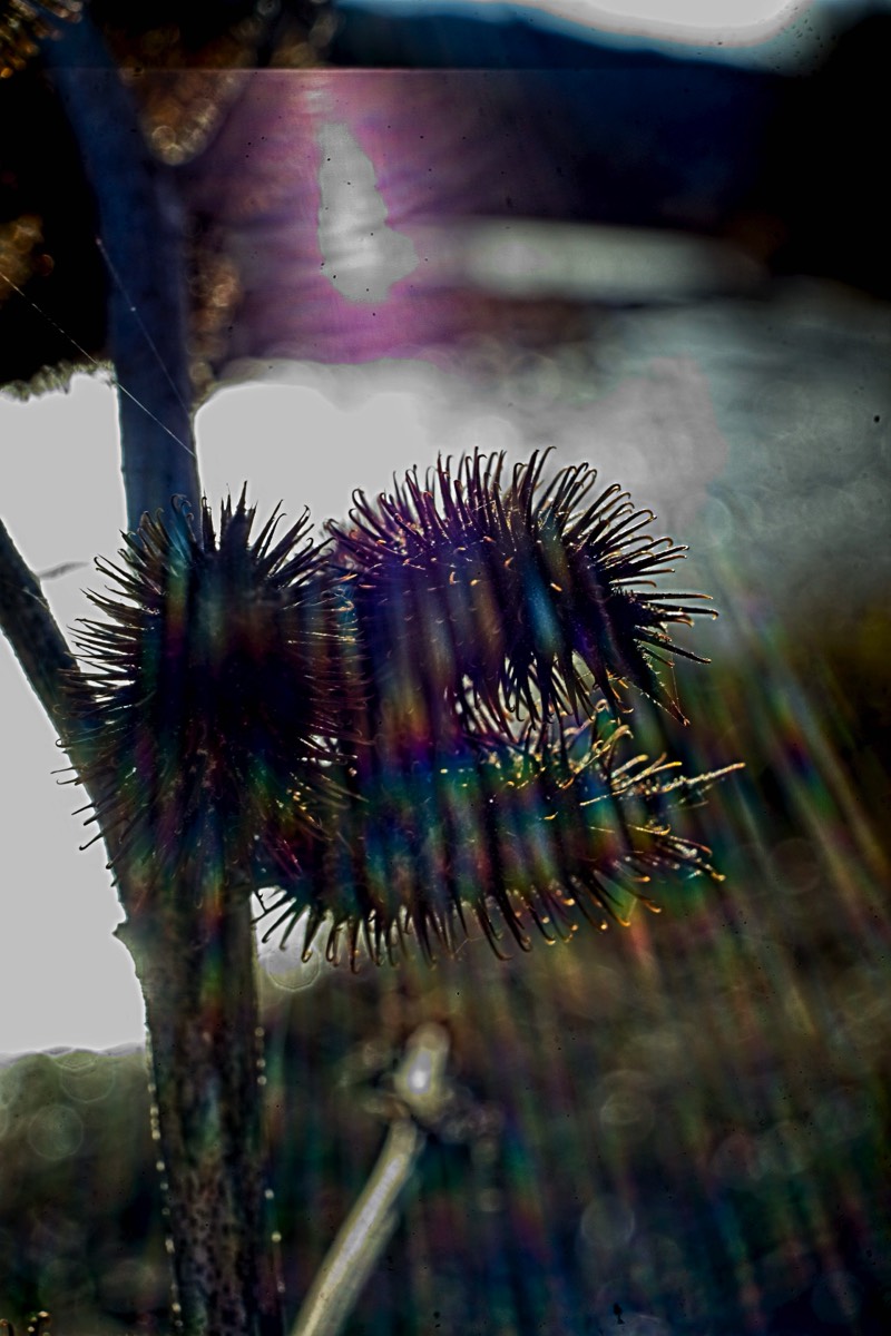 Series of images taken by Steve Cushing on Noflexar 35 f3.5 Macro and mirrorless camera using old lens and homemade adapter. 