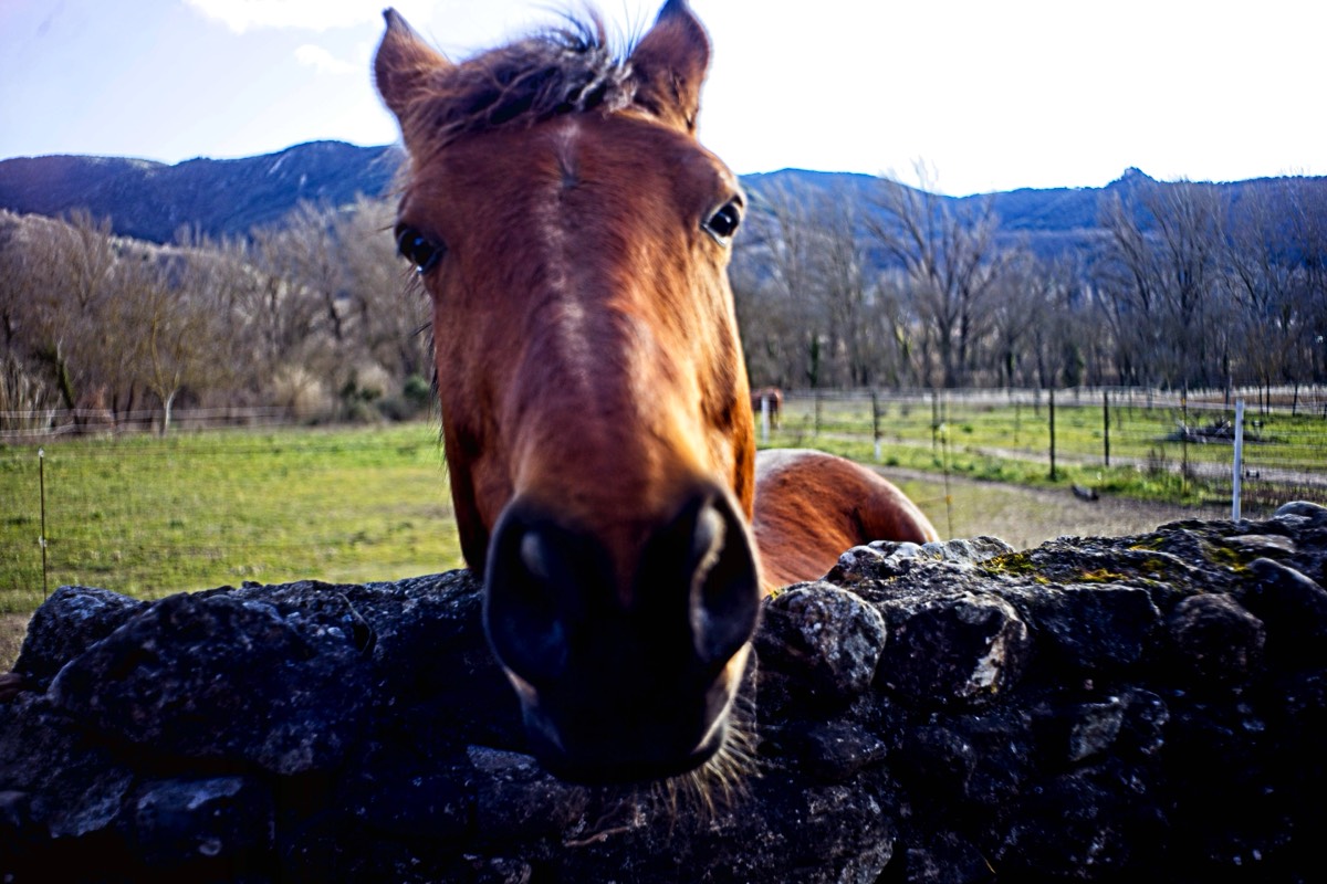 Series of images taken by Steve Cushing on Noflexar 35 f3.5 Macro and mirrorless camera using old lens and homemade adapter. 