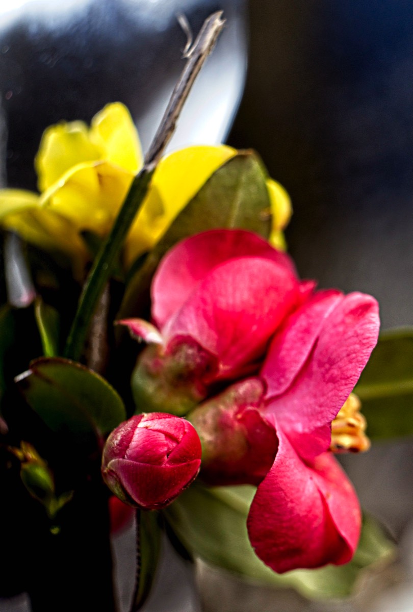 Series of images taken by Steve Cushing on Noflexar 35 f3.5 Macro and mirrorless camera using old lens and homemade adapter. 