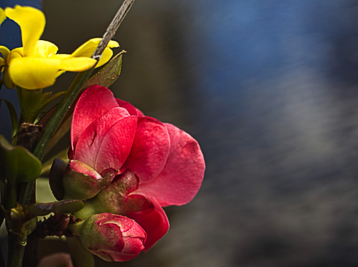 Series of images taken by Steve Cushing on Noflexar 35 f3.5 Macro and mirrorless camera using old lens and homemade adapter. 
