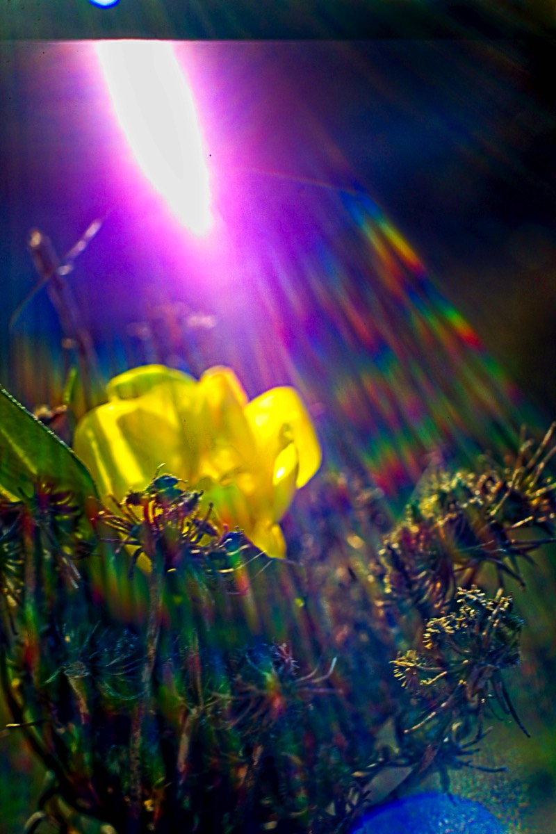 Series of images taken by Steve Cushing on Noflexar 35 f3.5 Macro and mirrorless camera using old lens and homemade adapter. 