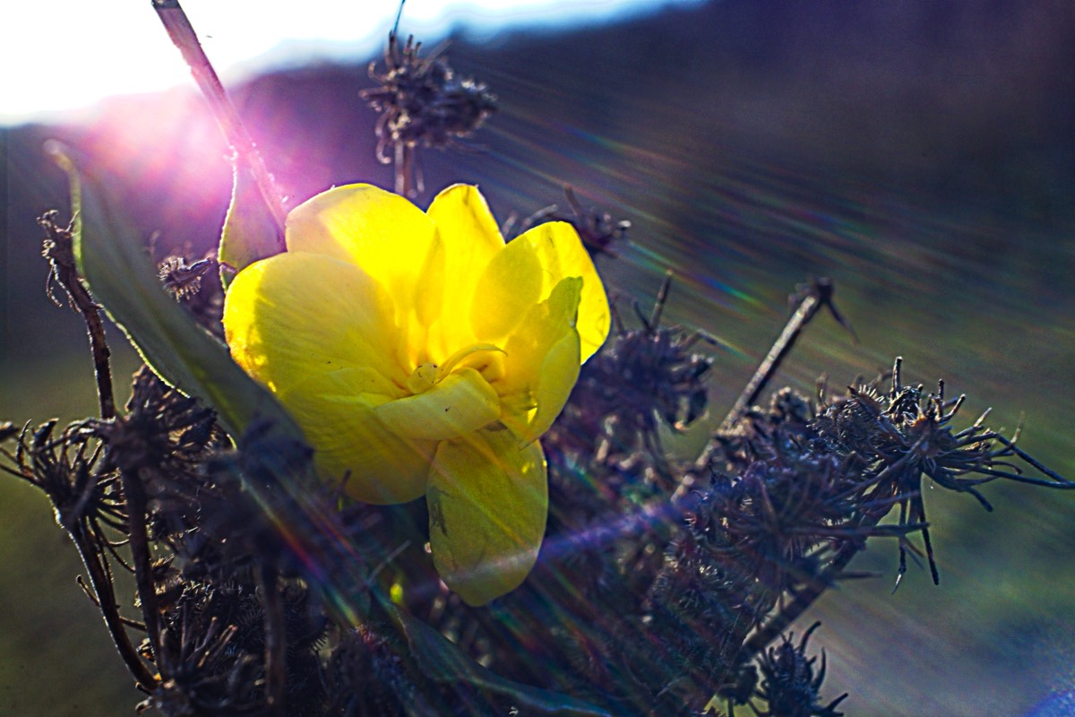 Series of images taken by Steve Cushing on Noflexar 35 f3.5 Macro and mirrorless camera using old lens and homemade adapter. 