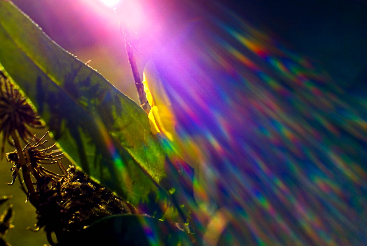 Series of images taken by Steve Cushing on Noflexar 35 f3.5 Macro and mirrorless camera using old lens and homemade adapter. 