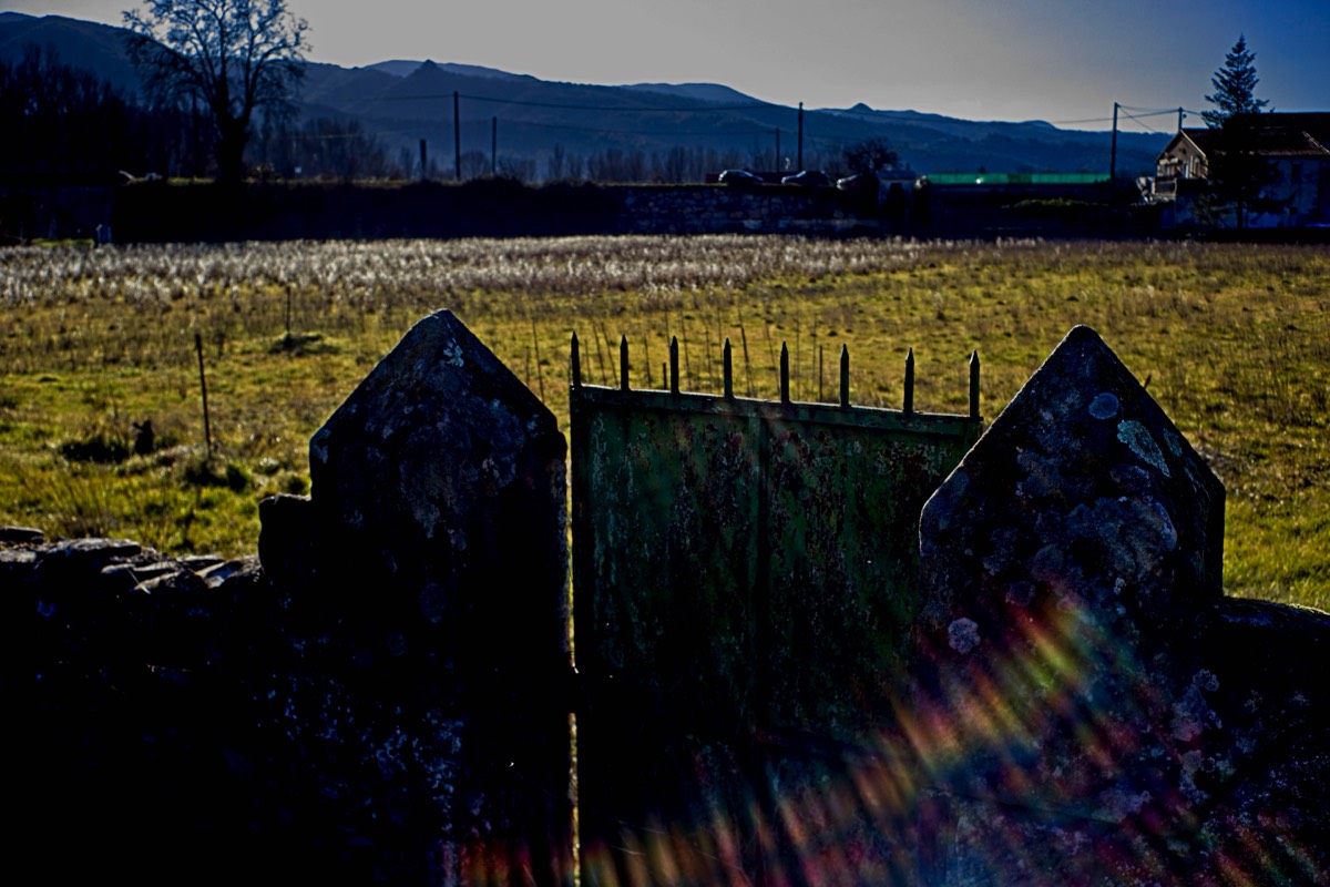 Series of images taken by Steve Cushing on Noflexar 35 f3.5 Macro and mirrorless camera using old lens and homemade adapter. 
