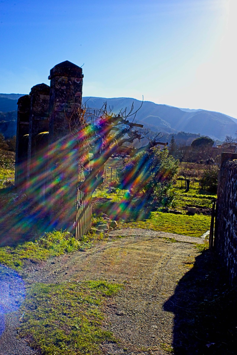 Series of images taken by Steve Cushing on Noflexar 35 f3.5 Macro and mirrorless camera using old lens and homemade adapter. 