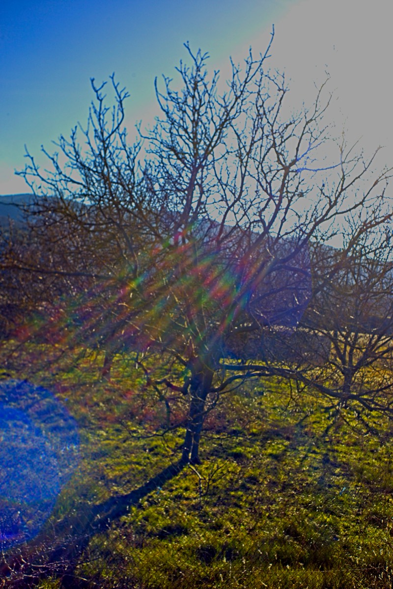 Series of images taken by Steve Cushing on Noflexar 35 f3.5 Macro and mirrorless camera using old lens and homemade adapter. 