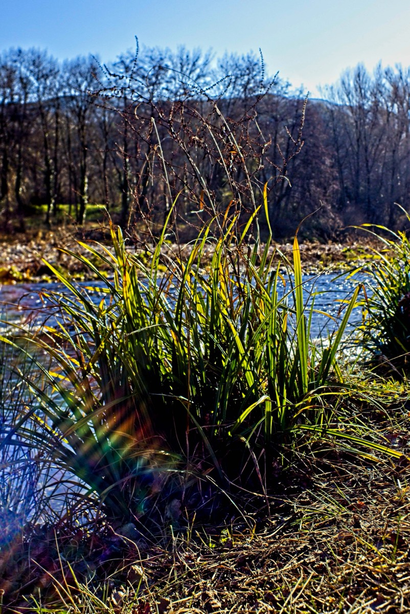 Series of images taken by Steve Cushing on Noflexar 35 f3.5 Macro and mirrorless camera using old lens and homemade adapter. 