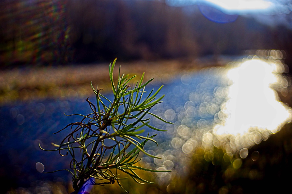 Series of images taken by Steve Cushing on Noflexar 35 f3.5 Macro and mirrorless camera using old lens and homemade adapter. 
