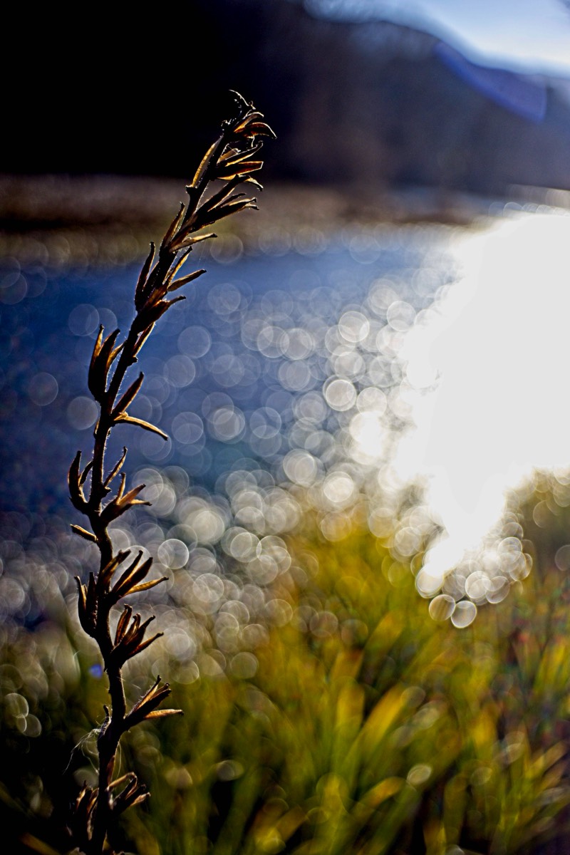 Series of images taken by Steve Cushing on Noflexar 35 f3.5 Macro and mirrorless camera using old lens and homemade adapter. 