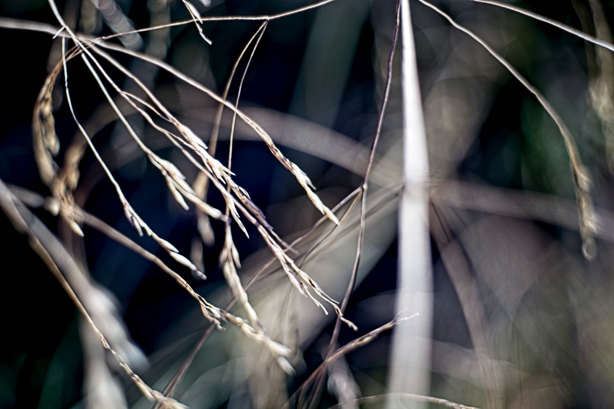 Series of images taken by Steve Cushing on Noflexar 35 f3.5 Macro and mirrorless camera using old lens and homemade adapter. 