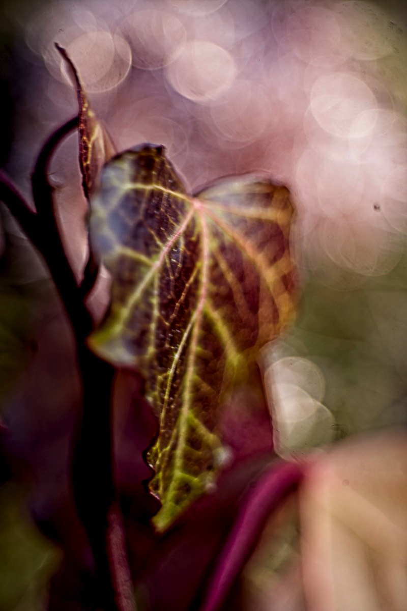 Series of images taken by Steve Cushing on Noflexar 35 f3.5 Macro and mirrorless camera using old lens and homemade adapter. 