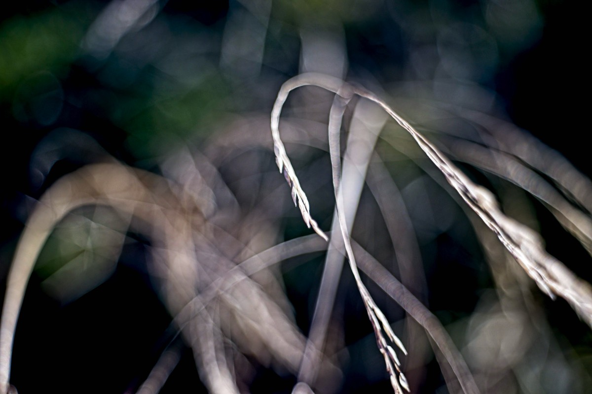 Series of images taken by Steve Cushing on Noflexar 35 f3.5 Macro and mirrorless camera using old lens and homemade adapter. 