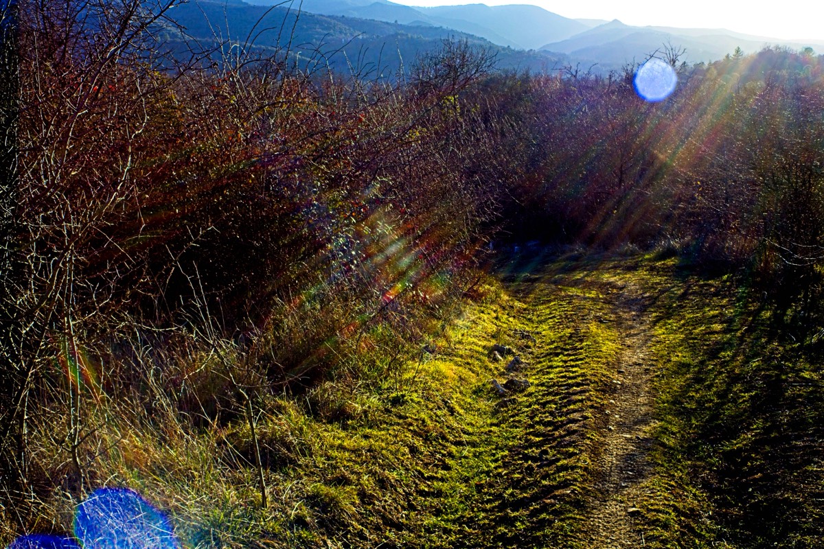 Series of images taken by Steve Cushing on Noflexar 35 f3.5 Macro and mirrorless camera using old lens and homemade adapter. 